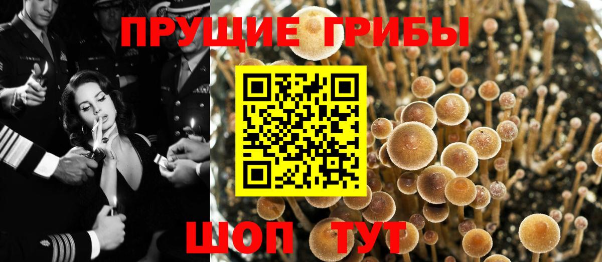 Карачаевск  Галлюциногенные грибы Psilocybe  Вход с VPN 